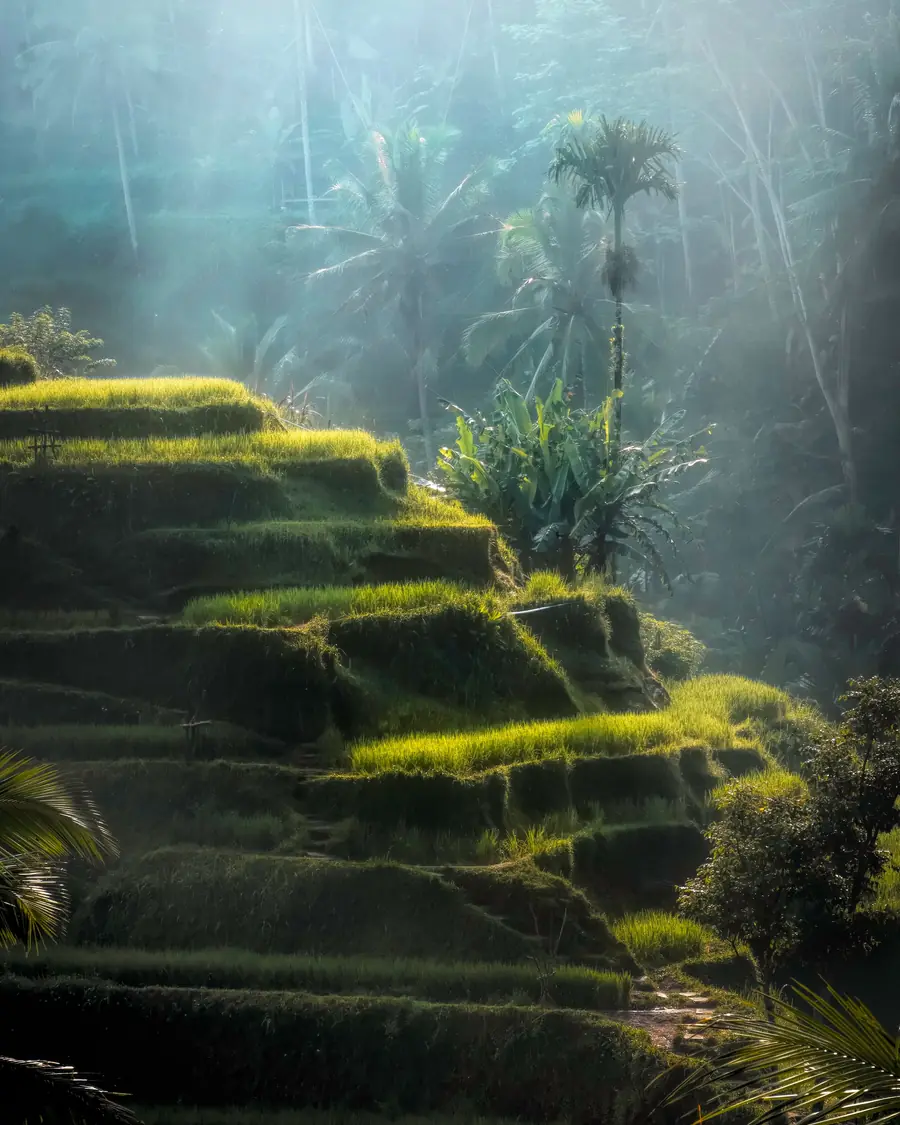 Morning light falling through mist onto rice terraces and palms in Bali