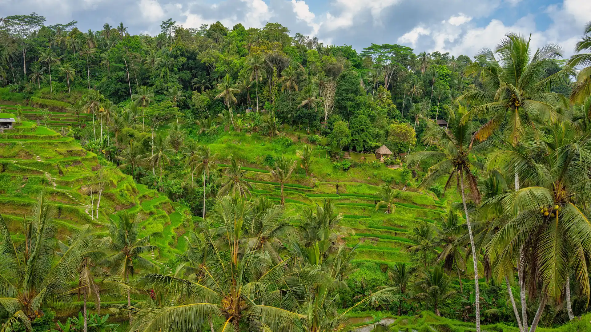 Rice terraces and coconut palms on a hillside near Ubud, Bali