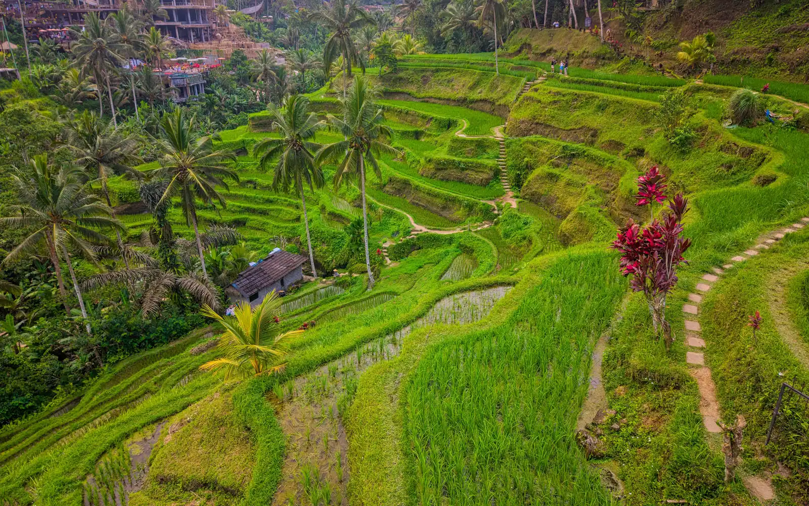 The Tegalalang rice terraces near Ubud, Bali, with a footpath along the paddies